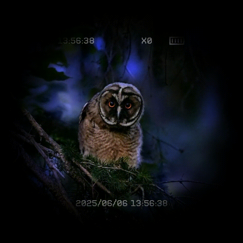Using night vision devices to observe an owl resting on a tree trunk in the quiet night forest