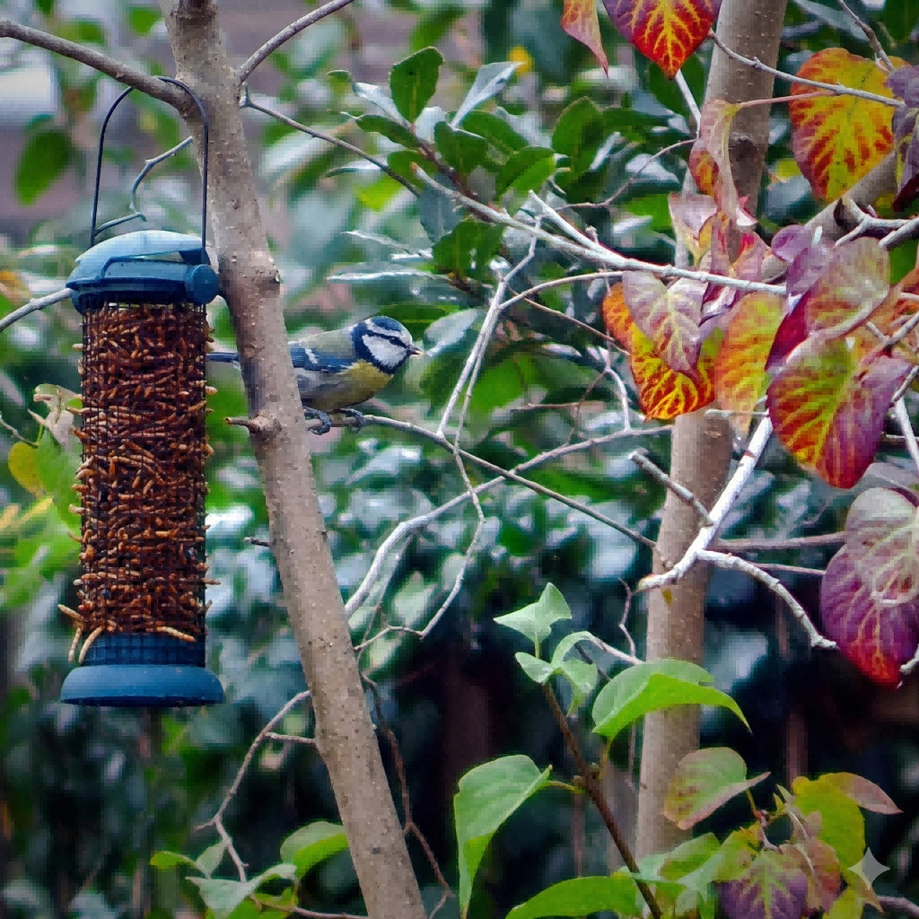 A high-definition nature photo of a blue tit bird at a feeder, captured using CIGMAN CNVPRO night vision binoculars in daytime mode.